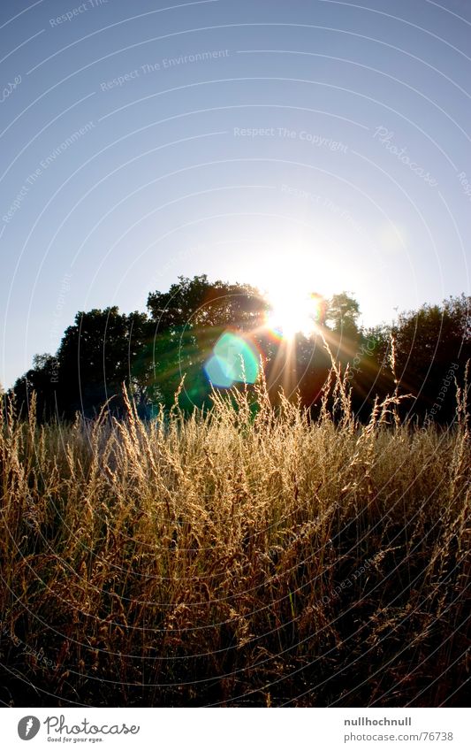 Sunset Blue Dusk Tree Meadow Cornfield Field Back-light Sky Beautiful weather Evening Lens flare