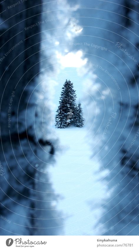 Through a crack in a dark fence. Winter Ice crystal Snow crystal Fir tree Spruce Cold White Fence Frost Crack & Rip & Tear Column Blue Deep