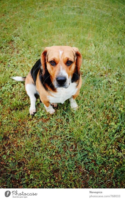 beagle hound mix puppies