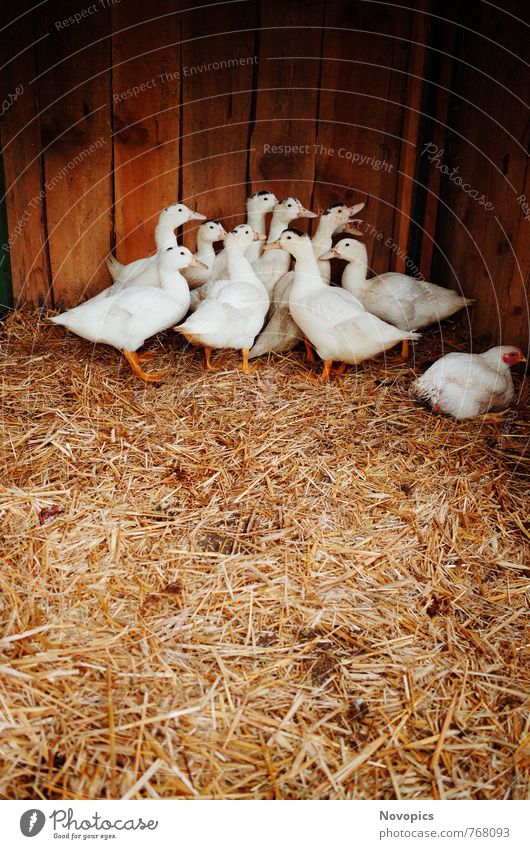 ducks Meat Sausage Organic produce Environment Nature Animal Hut Pet Farm animal Bird Group of animals Herd Brown Yellow White Duck Mulan Straw Flake Beak