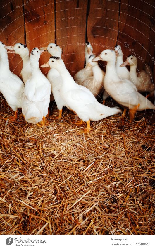 ducks Food Meat Sausage Organic produce Environment Nature Animal Hut Pet Farm animal Bird Group of animals Herd Brown Yellow White Duck Mulan Straw Flake Beak