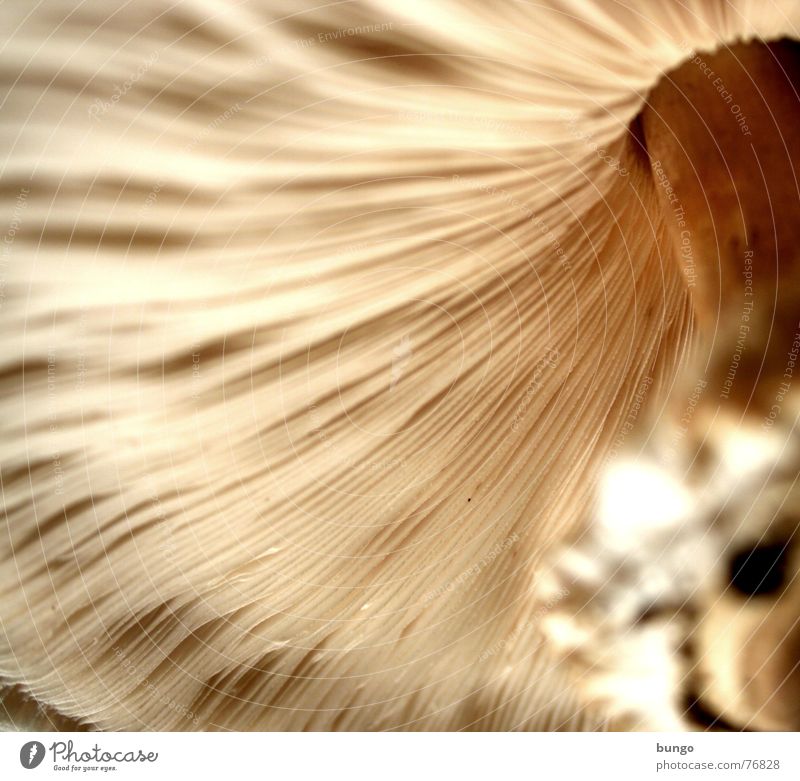 Mushroom without Plitz Fruit flesh Spore Colour Guide Edible Delicious To enjoy Growth Maturing time Propagation Worm's-eye view Dwarf Macro (Extreme close-up)