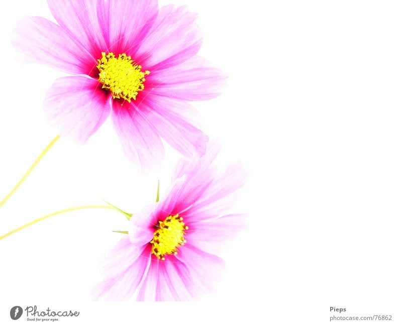 Two cosmea flowers against white background Colour photo Interior shot Copy Space right Neutral Background Summer Nature Plant Flower Blossom Blossoming