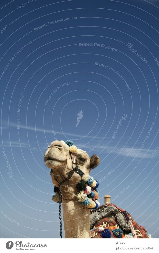 Beccy Camel Dromedary Arabia Physics Hot Summer Means of transport Logistics Relaxation Clouds To go for a walk Knee Broken Arrogant Sahara Desert Sky Blue