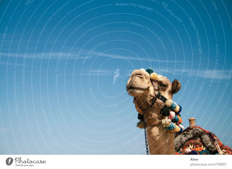 ninino Camel Dromedary Arabia Physics Hot Summer Means of transport Logistics Relaxation Clouds To go for a walk Knee Broken Arrogant Sahara Desert Sky Blue