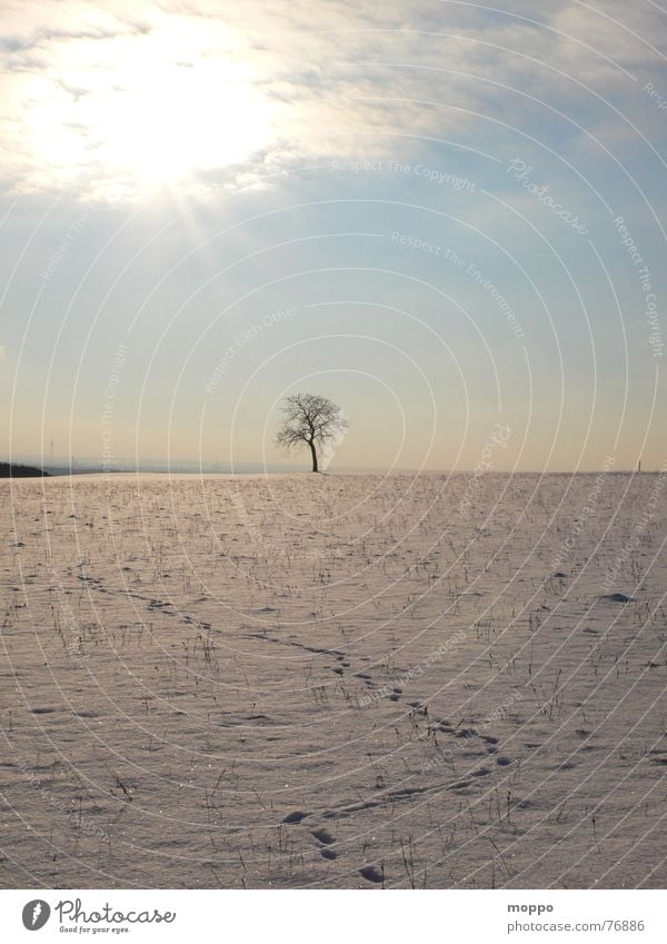 Tracks in the snow Winter Winter sun Cold Winter sky Tree Snow Sky Frost