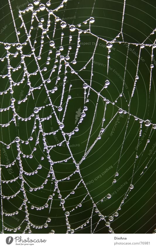 nobody at home Spider's web Pure Morning Autumn Drops of water Pattern Flat (apartment) Rent Rope Water Clarity Destruction Nature vacant