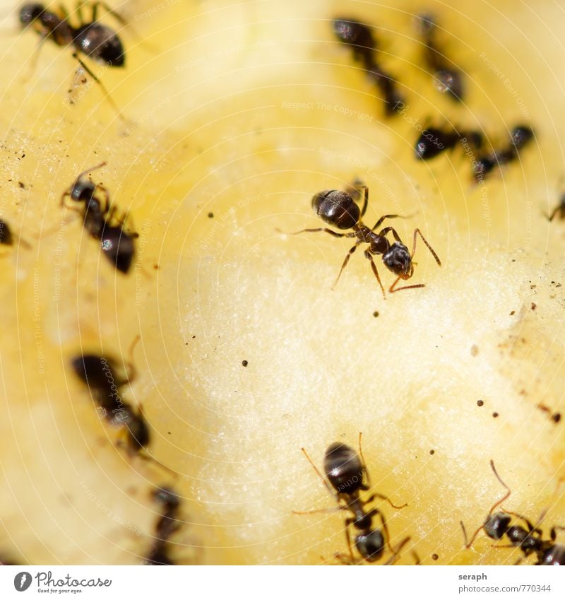 Ants Insect Apple Pear Candy Food Feeding Eating Nutrition Group Colony wildlife Nest Work and employment Teamwork organization Living thing Social Action