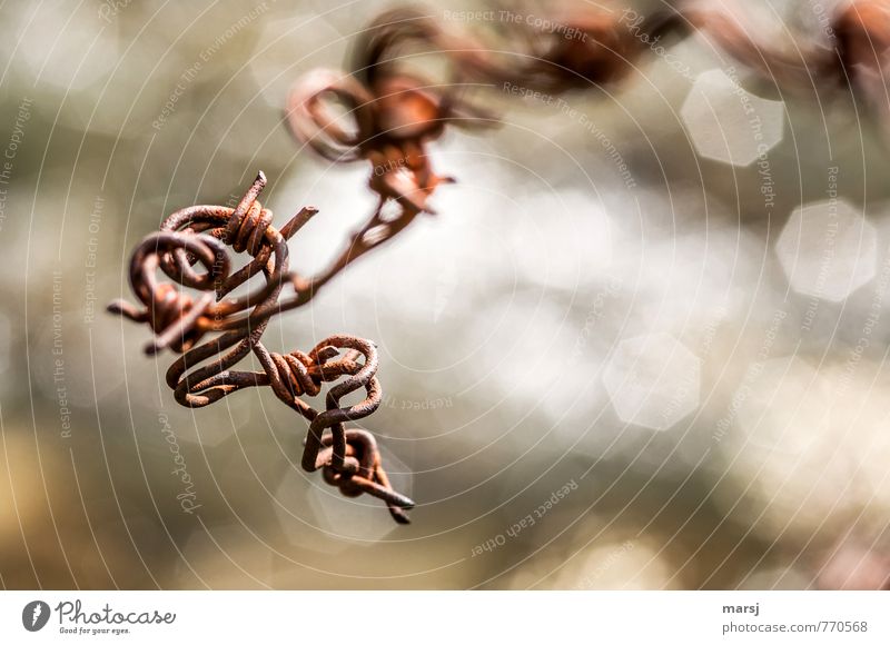 barbed wire wrenching Art Steel Rust Glittering Exceptional Creepy Brown Barbed wire Wire Muddled Plaited Futile Colour photo Subdued colour Exterior shot