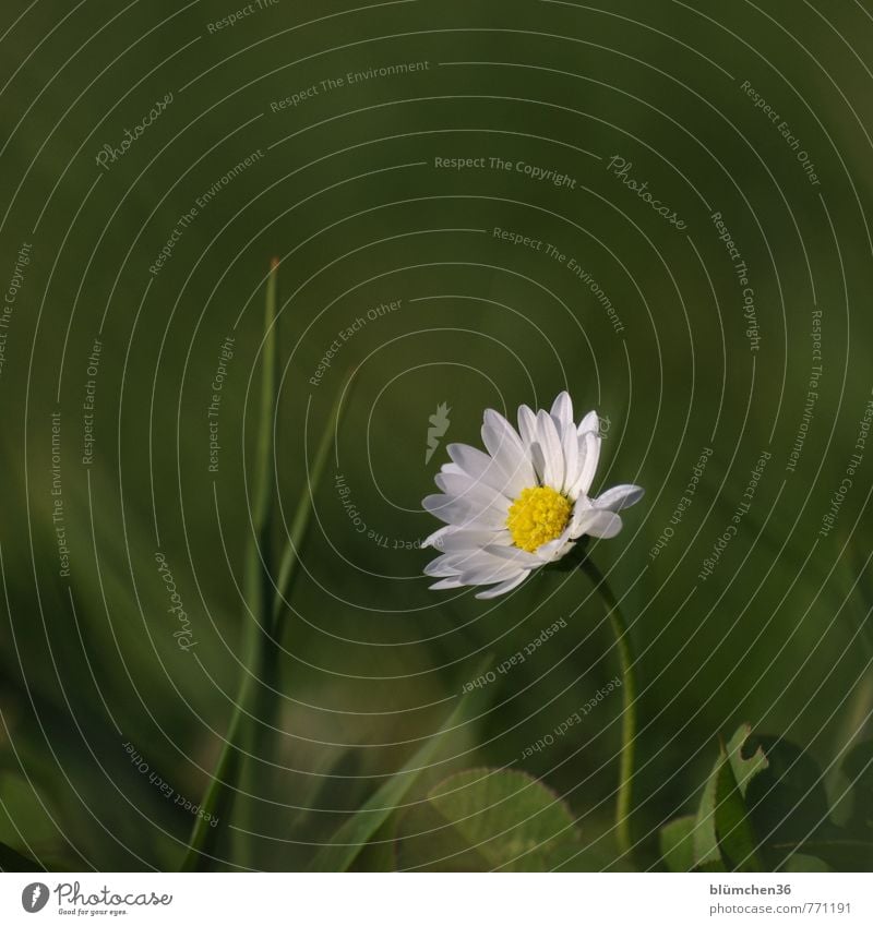 Standing in the spotlight once... Nature Plant Spring Summer Flower Grass Blossom Wild plant Daisy Meadow Meadow flower Blossoming Illuminate Growth Esthetic