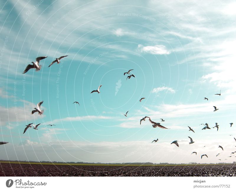 aero Nature Animal Sky Clouds Weather Field Bird Flock Flying Beautiful Many Blue Muddled Background picture Flat Plain Hover Escape Direction Seagull