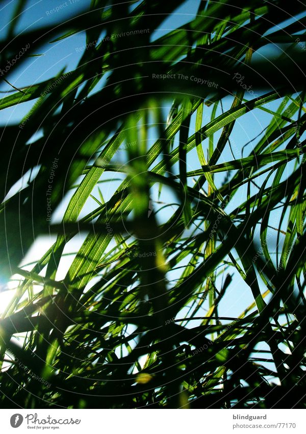 It's over my head. Grass Meadow Worm's-eye view Green White Nature Vista Sky Summer Deep Under Lawnmower Growth Wind Blue Garden Tall Sun