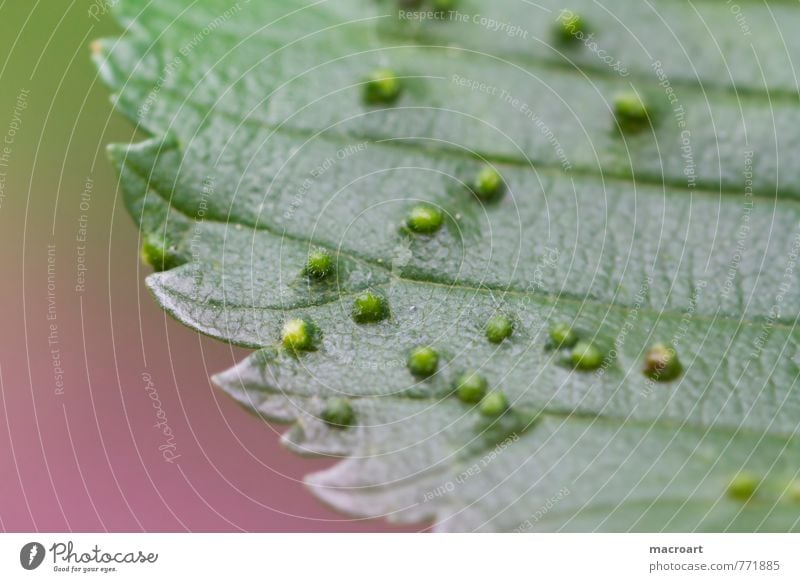 puberty Leaf Tree Parasite Pimple Complicated Point gall Hair Green Verdant Plant Pink Macro (Extreme close-up) Close-up Detail gall midges pupated Animal Pests