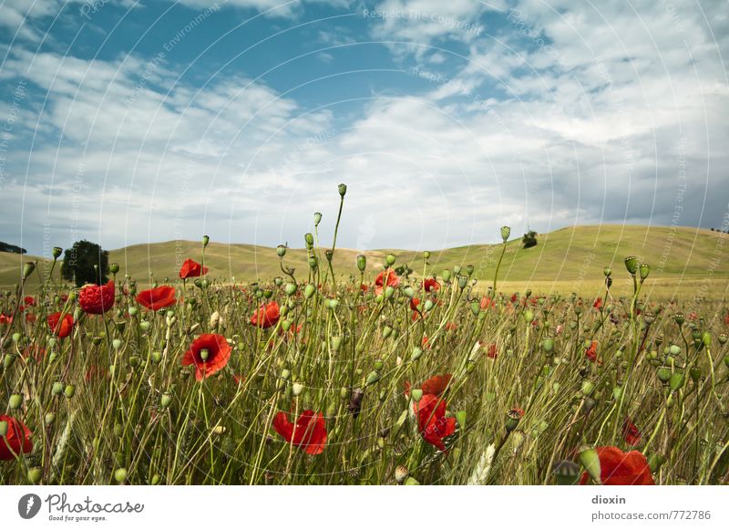 Papaveri toscani [2] Environment Nature Landscape Plant Sky Clouds Summer Flower Agricultural crop Wild plant Poppy Poppy blossom Poppy field Poppy capsule Rye