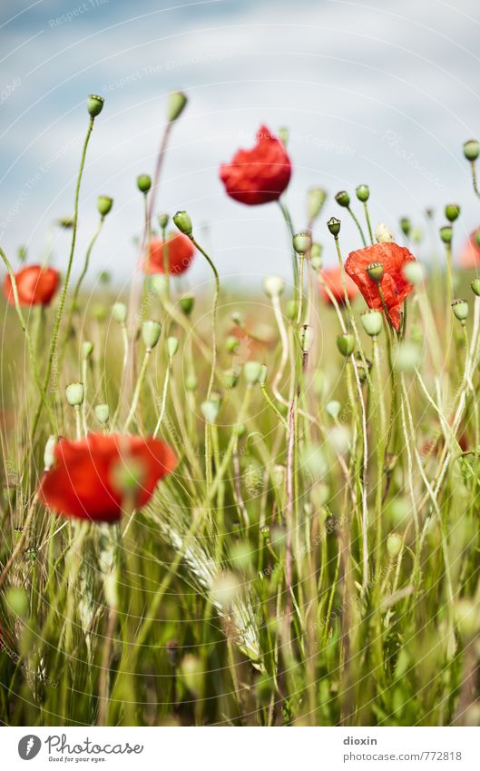 poppy tales Environment Nature Plant Sky Clouds Flower Blossom Agricultural crop Wild plant Poppy Rye Rye field Poppy capsule Field Blossoming Growth Natural