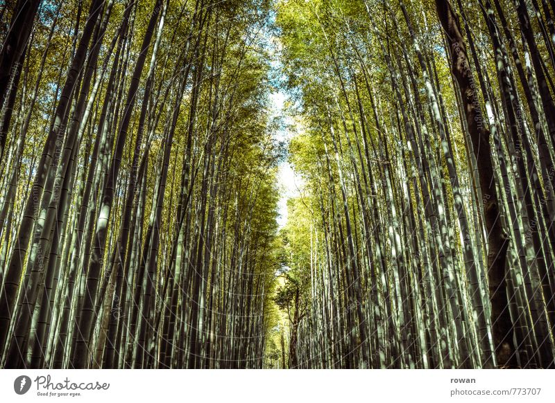 bamboo forest Environment Nature Landscape Plant Forest Exceptional Exotic Bamboo Bamboo stick Tall To go for a walk Asia Japan Opening Lanes & trails Narrow