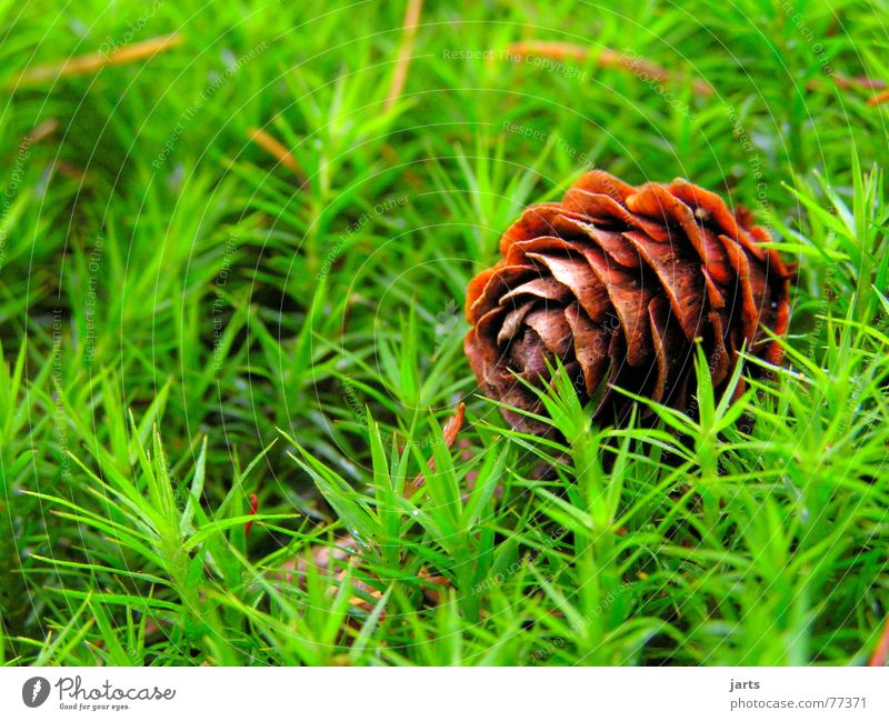 in the wood Cone Grass Green Meadow Fir tree Floor covering Nature jarts