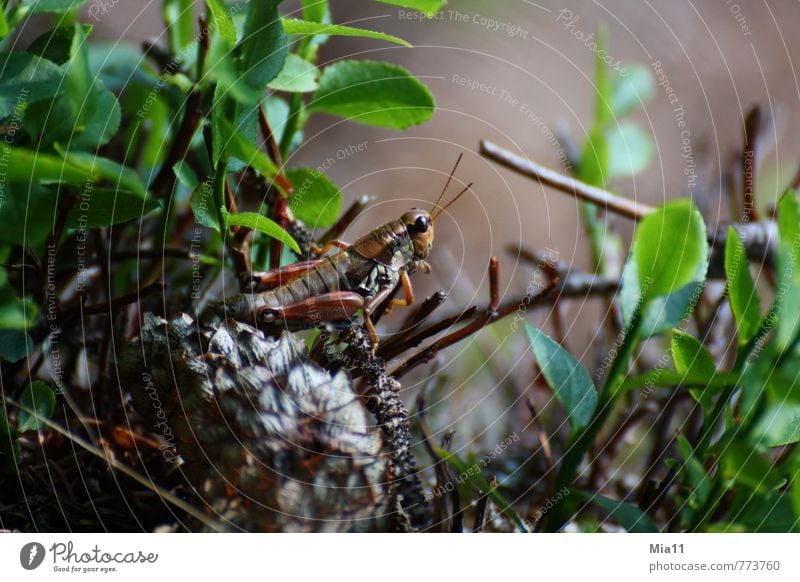 Ready to jump Nature Plant Forest Animal 1 Sit Athletic Brown Green Locust Jump Insect Living thing Leaf Colour photo Exterior shot Close-up Day