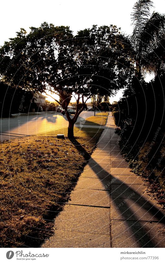 the way Tree Long Lanes & trails Shadow shade road Highway freeway