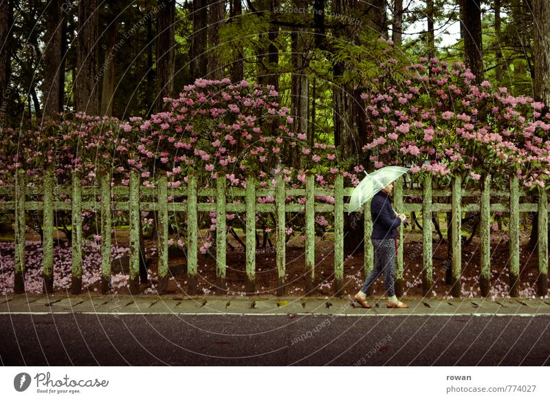 stroll Human being Feminine Young woman Youth (Young adults) Woman Adults 1 Street Wet Umbrella To go for a walk Sidewalk Fence Garden Hedge Rhododendrom Flower