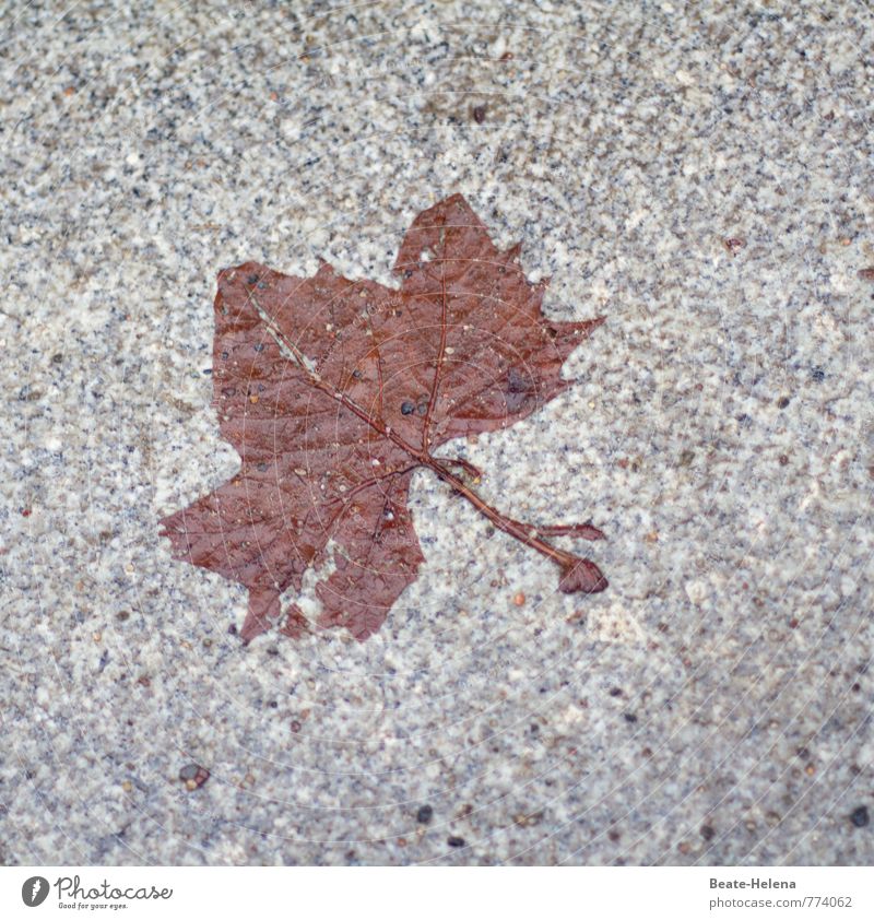 I'm totally leafy Environment Drops of water Autumn Rain Plant Leaf Village Street Stone Sign Discover Authentic Brown Gray Autumn leaves Autumnal Level Seasons