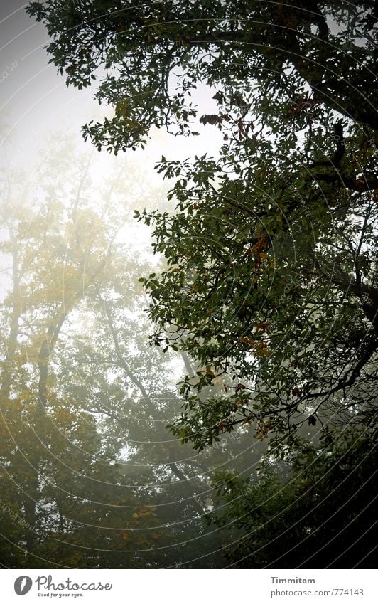 autumn. Environment Nature Plant Autumn Climate Weather Bad weather Fog Tree Oak tree Forest Dark Gray Green Black Emotions Sadness Colour photo Subdued colour