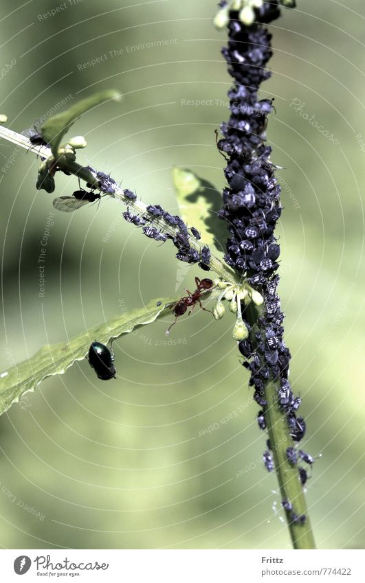 ant milking Nature Animal Plant Wild animal Beetle Ant Greenfly Red garden ant Insect Hymenoptera knot ants myrmicinae Myrmica rubra Red-yellow Chickadee