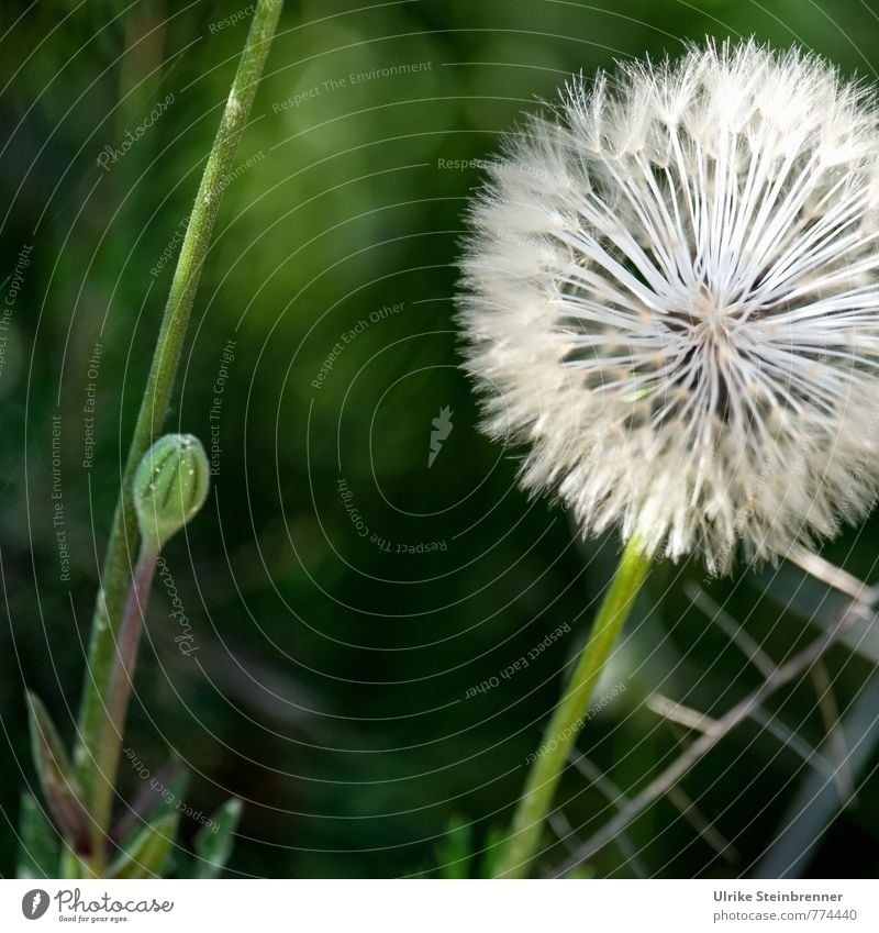 Hairy | Gust of wind hairstyle Environment Nature Plant Spring Flower Wild plant Dandelion Meadow Field To hold on Natural Soft Ease taraxacum composite