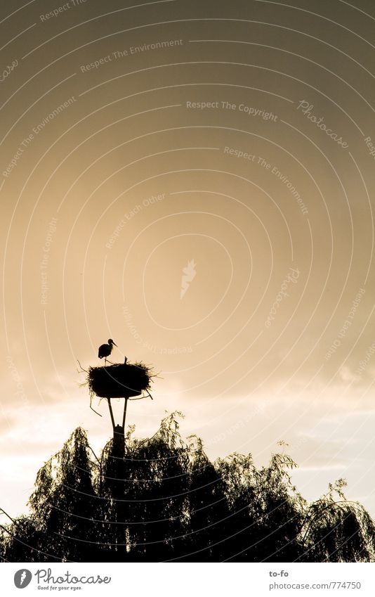 lone stork Environment Nature Animal Air Sky Clouds Storm clouds Spring Weather Rain Thunder and lightning Village Stork 2 Baby animal Animal family Feeding