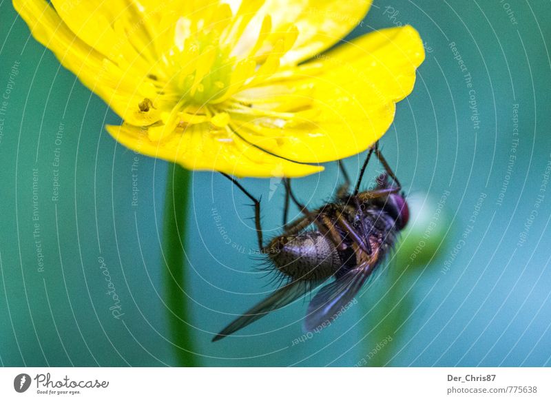 hang out Nature Plant Animal Spring Flower Blossom Wild animal Fly 1 To hold on Hang Wait Colour photo Exterior shot Close-up Macro (Extreme close-up) Day