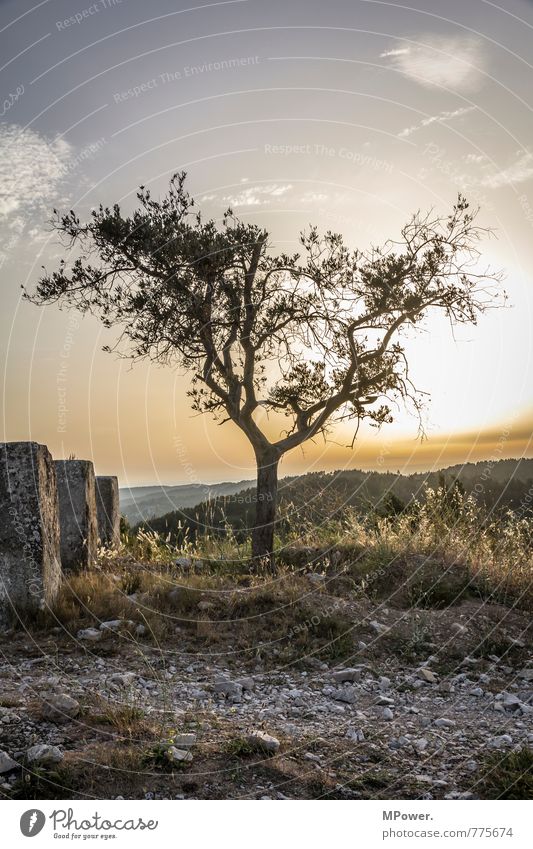 old olive Environment Landscape Plant Animal Sky Tree Old Olive tree Sunset Sunrise Mountain Provence Stony Back-light Snowcapped peak Summery Grassland