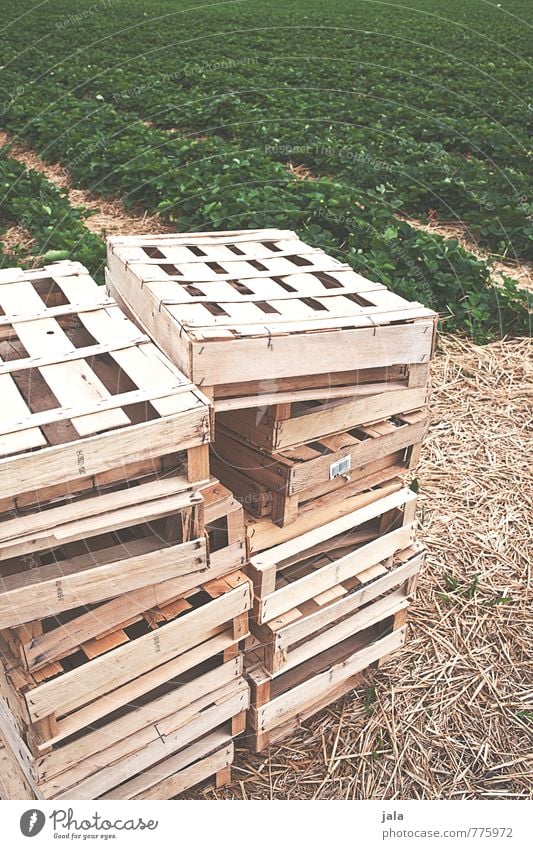 crates Work and employment Agriculture Forestry Nature Landscape Plant Foliage plant Agricultural crop Strawberry Field Crate Box of fruit Stack Natural