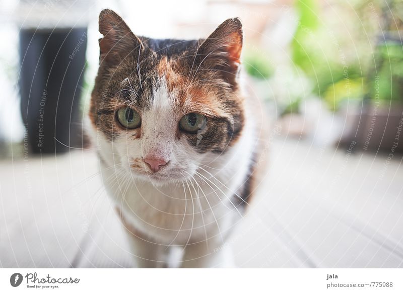 ^^ Animal Pet Cat Animal face 1 Beautiful Colour photo Exterior shot Deserted Day Animal portrait Looking Looking into the camera Forward