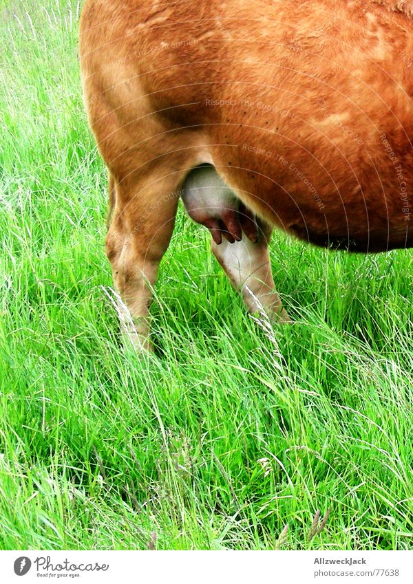Nipple alarm! Cow Alpine pasture Cattle Udder Fresh milk Keg beer To feed Grass Ruminant Milk Agriculture Dairy farmer UHT milk Brown Exterior shot Pasture