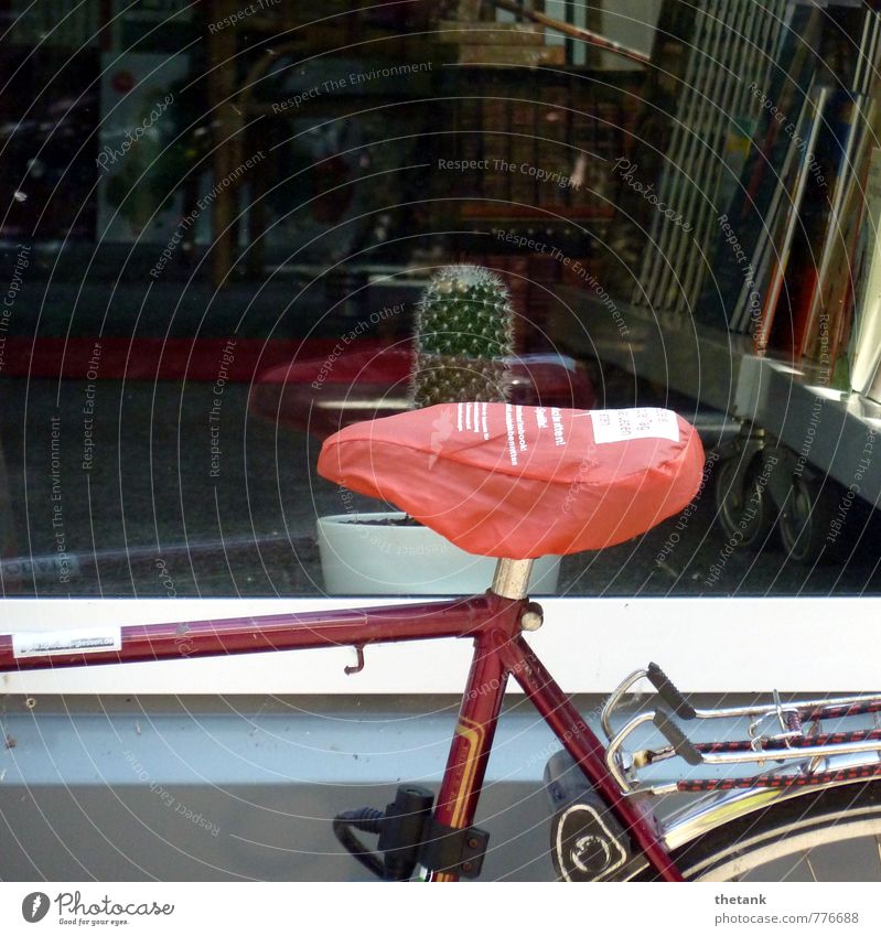 Ouch! Shop window Bicycle Saddle Bicycle frame luggage carrier Cactus Thorn Book Driving To enjoy Sit Threat Funny Point Thorny Red Joy Surprise Pain Horror