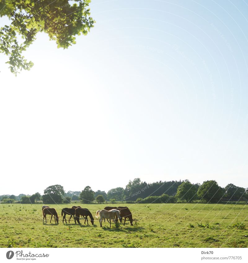 summer pasture Luxury Ride Nature Landscape Cloudless sky Sunlight Summer Beautiful weather Tree Leaf Twig Meadow Field Forest Pasture Manmade landscape Bremen