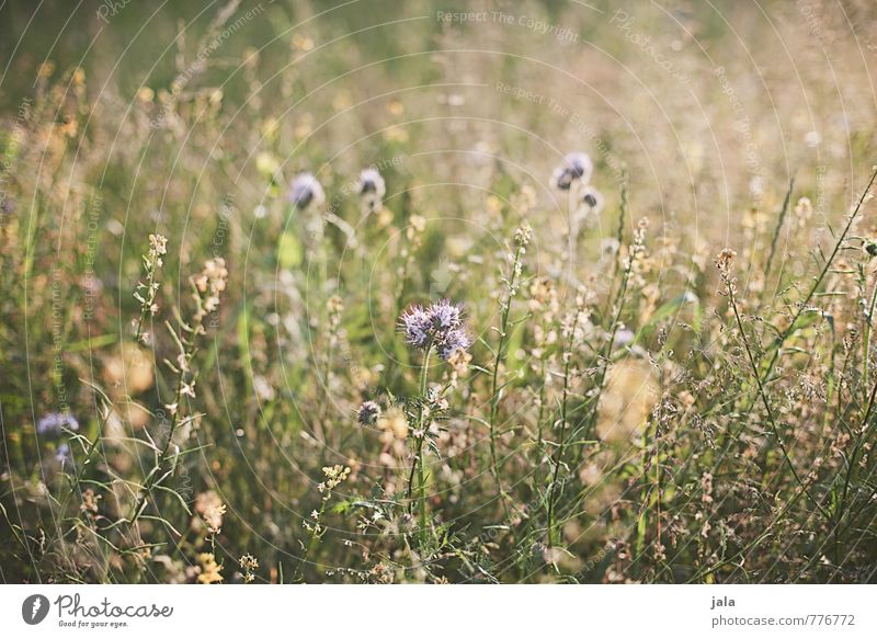 meadow Environment Nature Plant Summer Flower Grass Wild plant Meadow Esthetic Friendliness Natural Beautiful Colour photo Exterior shot Deserted Day Light
