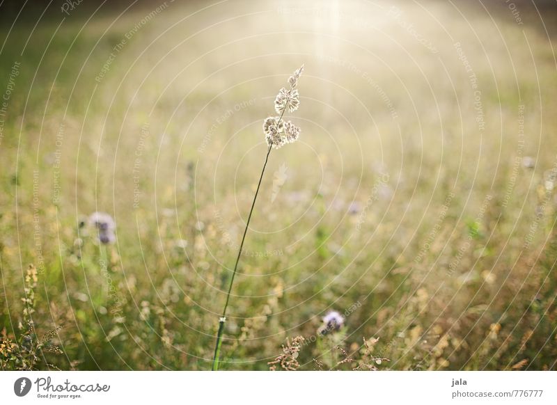 meadow Environment Nature Landscape Plant Summer Beautiful weather Grass Wild plant Meadow Natural Warmth Colour photo Exterior shot Deserted Day Light