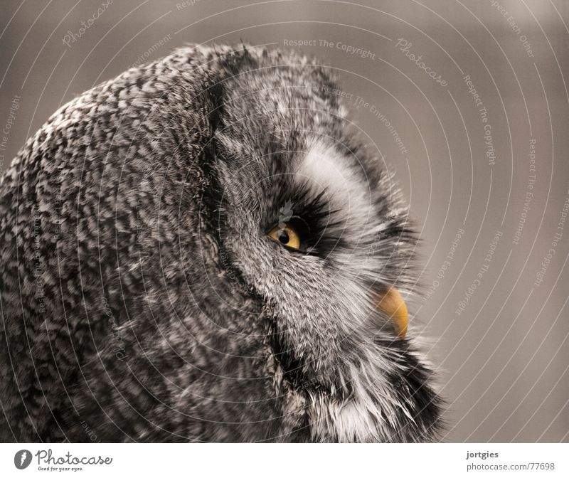 vigilant Owl birds Great grey owl Cry Strix Bird Animal Night Calm Dark nocturnal Eyes