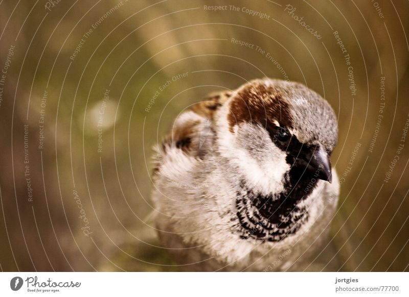 The rogue Sparrow Wisdom Curiosity Bird Joy mischievous Erudite Clean