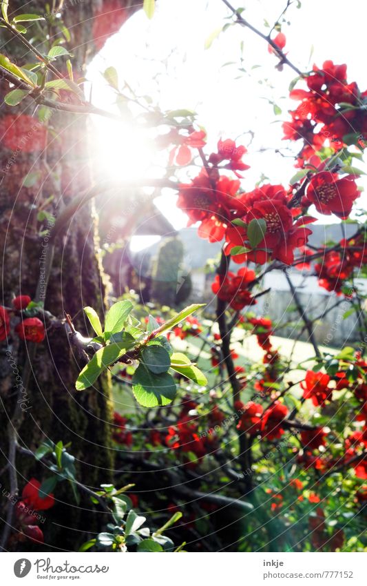 ornamental quince Environment Nature Plant Sun Sunlight Spring Summer Flower Bushes Blossom Quince tree Flowering Quince Garden Blossoming Illuminate Bright