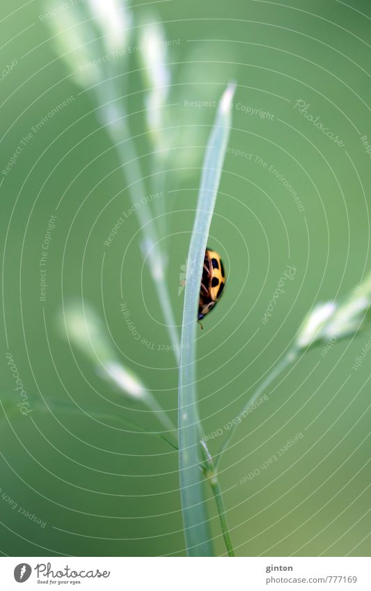 ladybugs Nature Plant Animal Grass Leaf Foliage plant Meadow Field Wild animal Beetle 1 Small Near Yellow Green Black Multicoloured Exterior shot Close-up