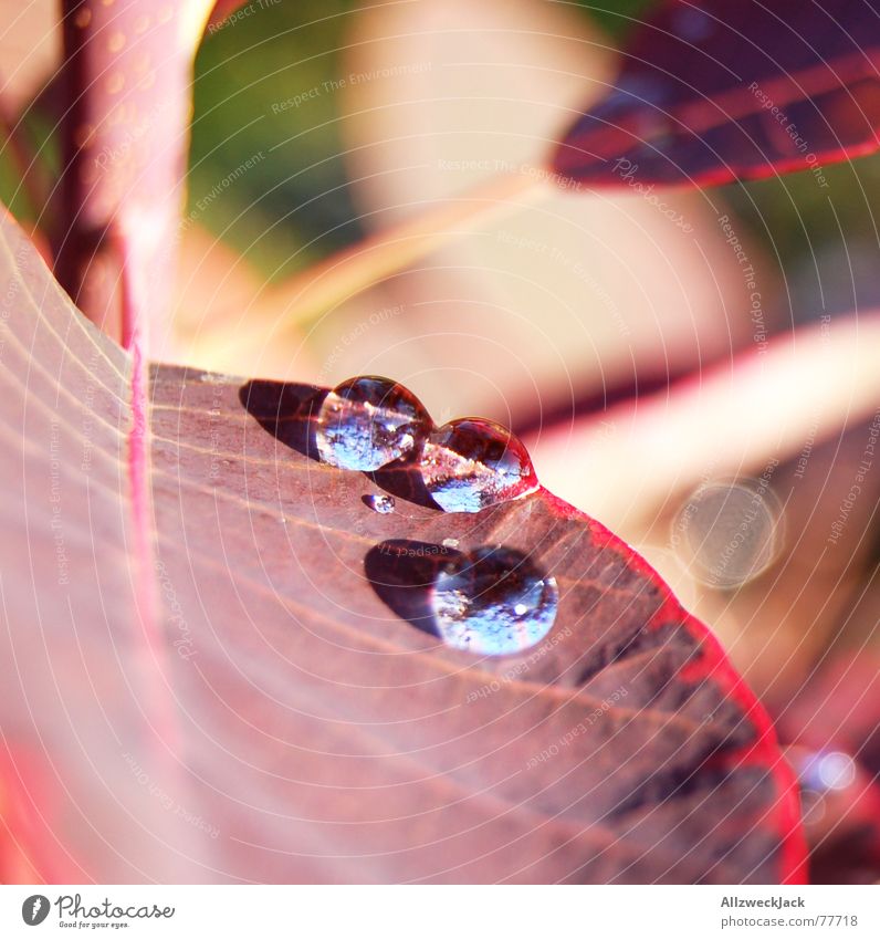 sunbath Leaf Drops of water Light 3 Macro (Extreme close-up) Plant Water Wet Summer Rain Sun Nature roller hazweioh