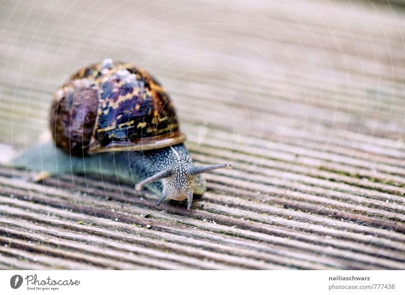 garden snail Summer Animal Snail 1 Running Observe Discover Crawl Fat Simple Happiness Wet Natural Curiosity Beautiful Wild Soft Brown Spring fever Power