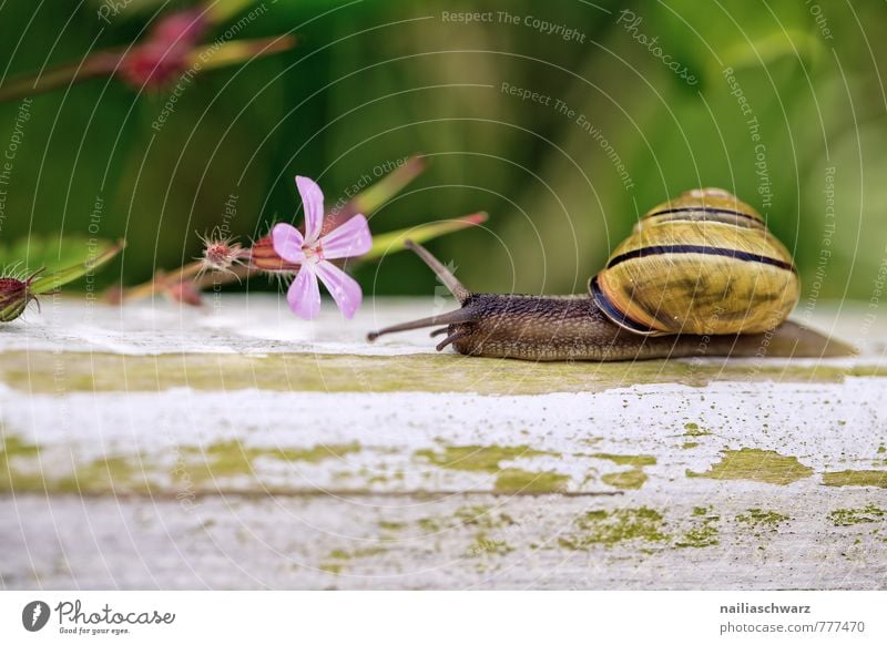 garden snail Summer Nature Plant Animal Spring Flower Garden Park Snail Observe Blossoming To feed To enjoy Crawl Fragrance Happiness Fresh Natural Curiosity