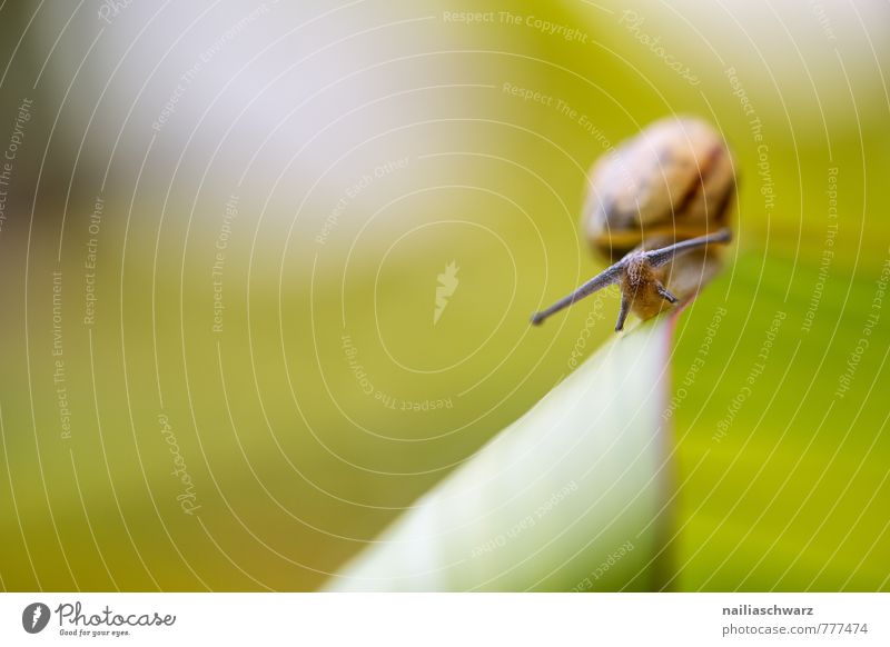 snail Summer Plant Animal Leaf Garden Wild animal Snail 1 Crawl Walking Running Happiness Natural Curiosity Cute Slimy Beautiful Green Spring fever