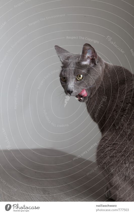 Cat licks mouth Elegant Animal Short-haired Pet Cute Beautiful Blue Gray Appetite Peace To enjoy Tongue Lick Muzzle Meal leaked Full Domestic cat portrait