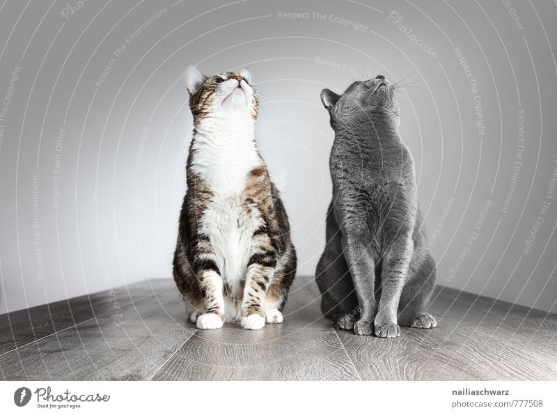 Two cats Elegant Animal Short-haired Pet Cat Funny Curiosity Cute Positive Beautiful Blue Gray Love of animals Peaceful Interest Hope Domestic cat portrait
