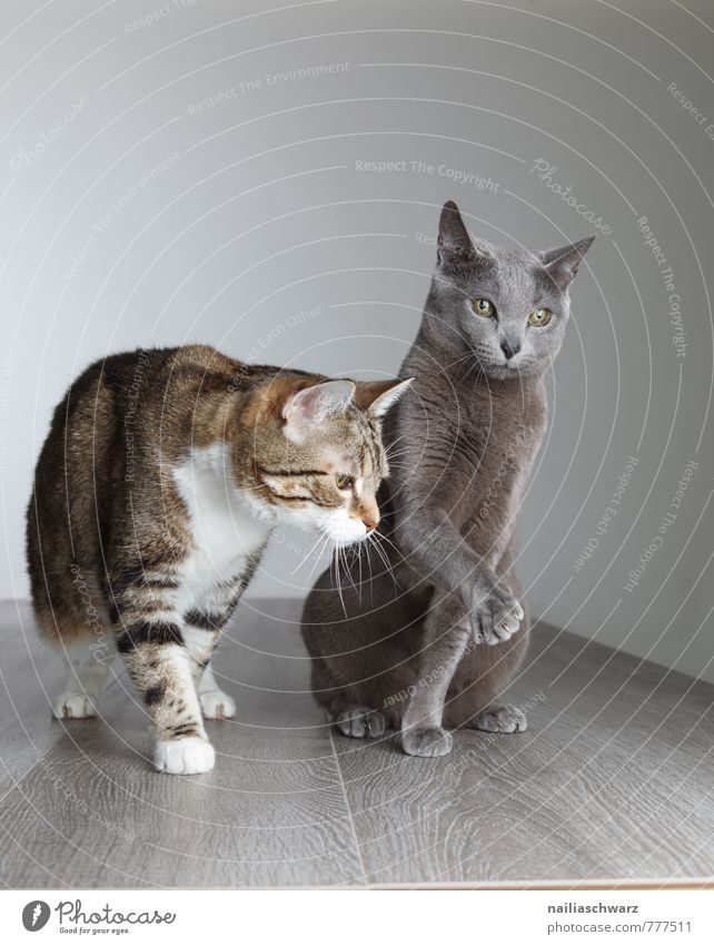 Two cats Elegant Animal Short-haired Pet Cat 2 Pair of animals Animal family Observe Communicate Curiosity Cute Blue Gray Peaceful Friendship Attachment