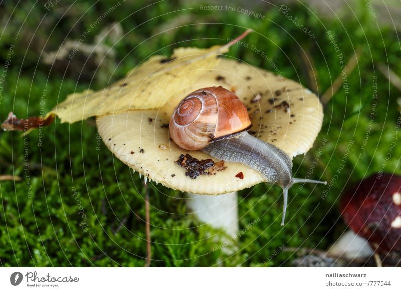 Snail and mushroom Animal Autumn Moss Leaf Forest To feed Crawl Wet Cute Soft Green Red Curiosity Discover Mushroom Crumpet russula forest mushroom Woodground